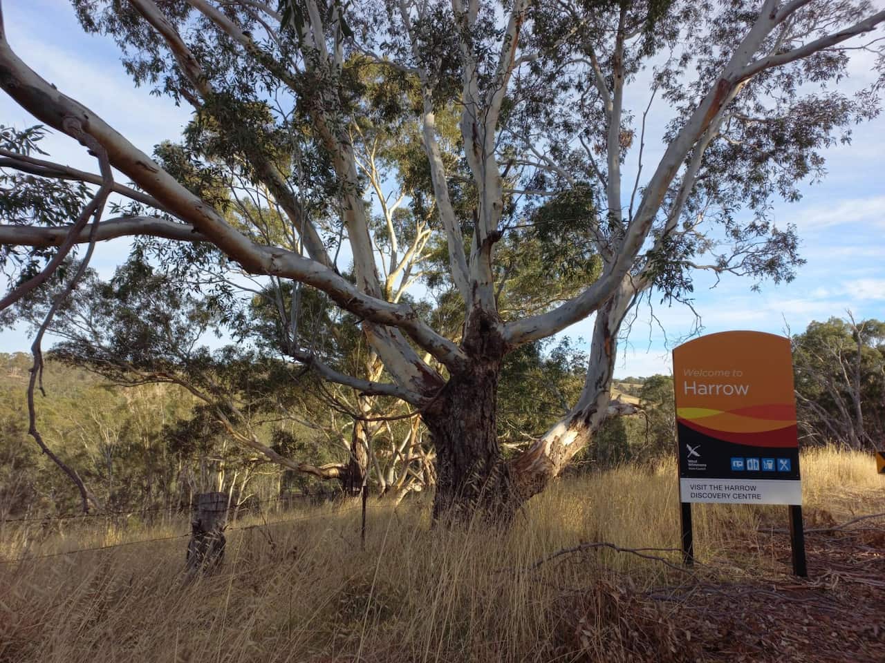 Black Cockatoo returns to Harrow