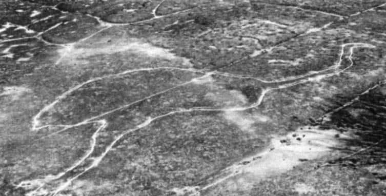 The heavenly emu’s earthly counterpart. 