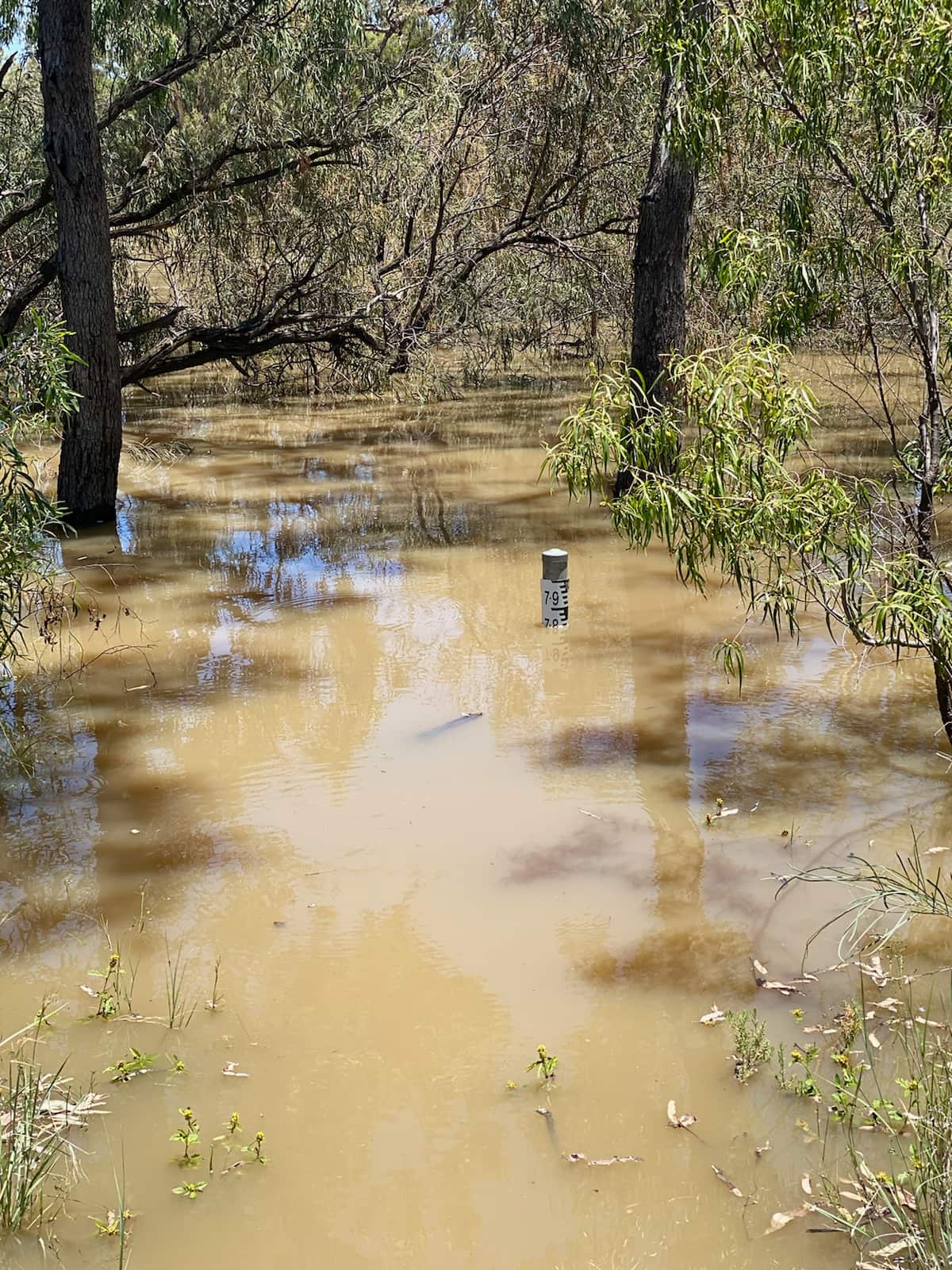 A photo shows the water level has almost reached 7.9 metres, which is higher than the 2011 floods which saw levels reach 7.8 metres. 