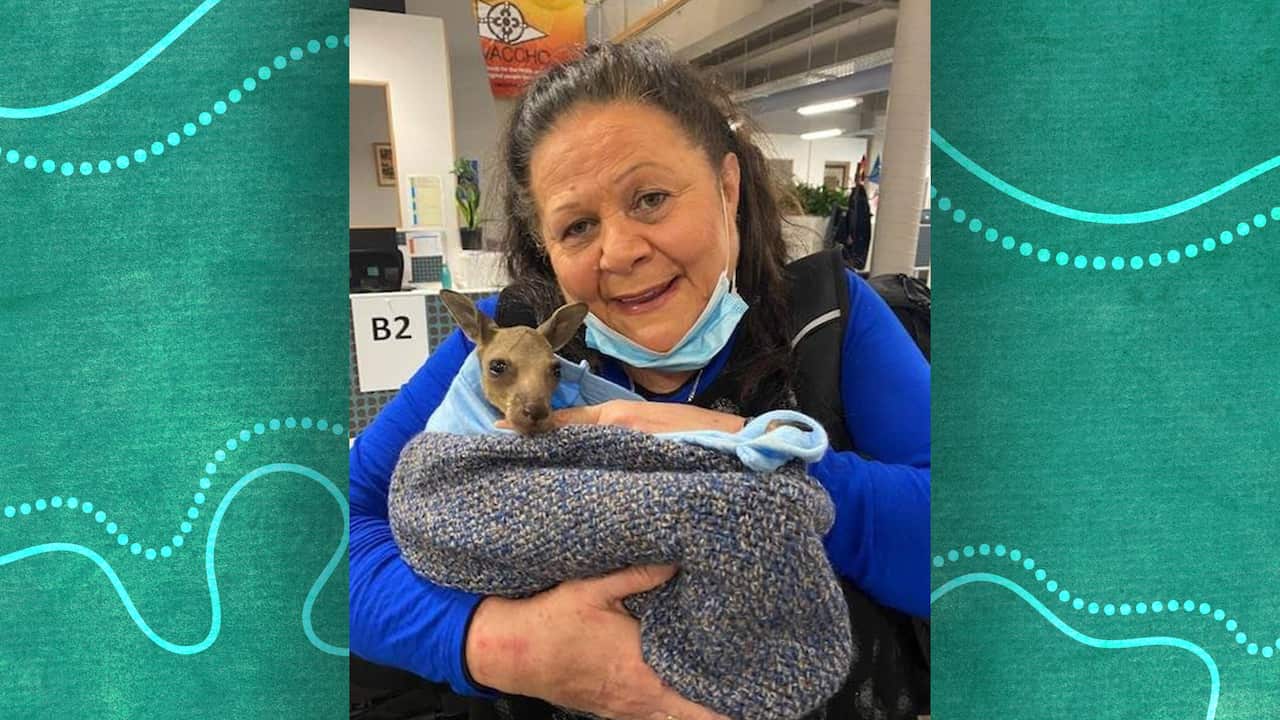 Jill gallagher holds a small joey swaddled in blankets in the VACCHO offices.