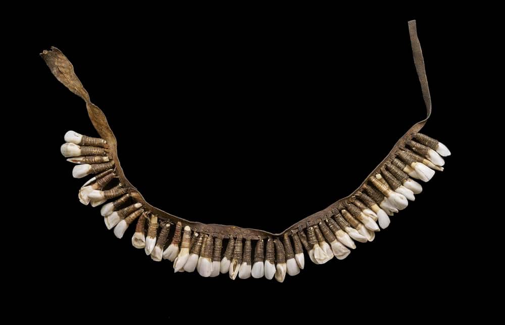 Wallaby tooth necklace