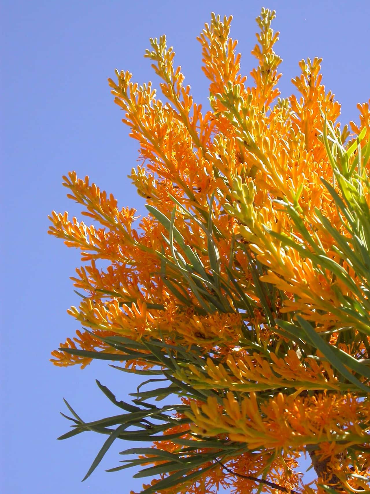 Moodjar Tree, otherwise known as WA Christmas Tree