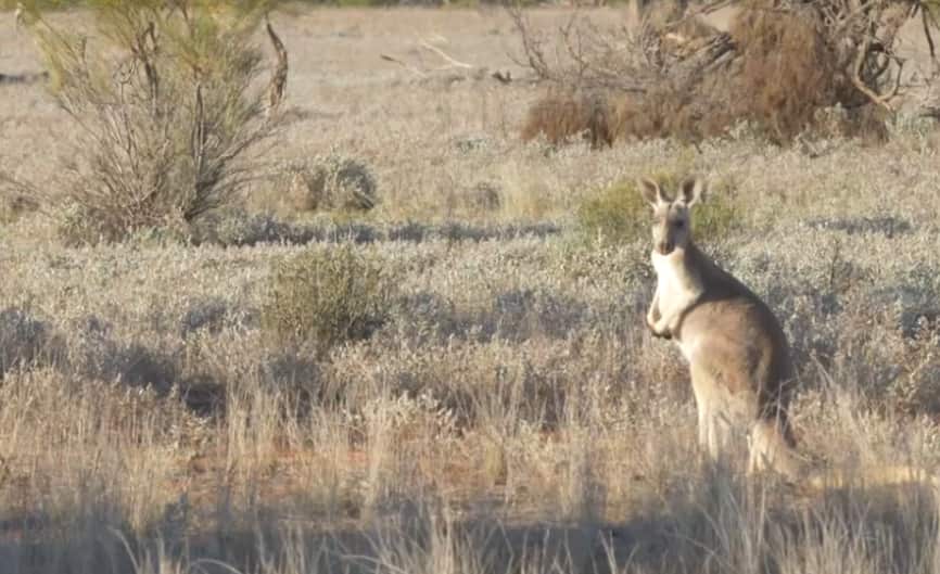 Kangaroo at  Mutawintji National Park