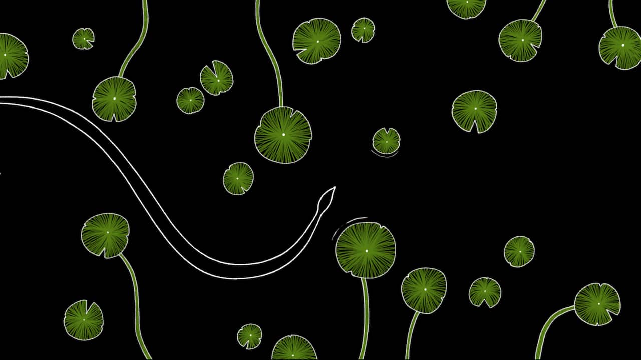 Jake Duczynski's illustrations