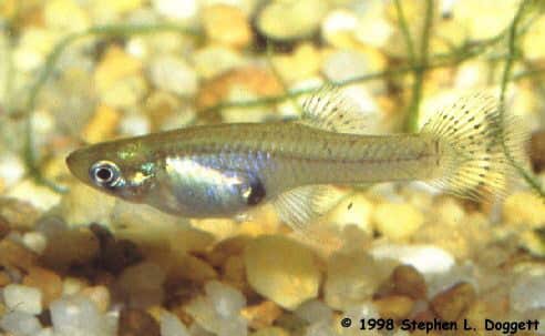 Mosquito Fish (Gambusia affinis)