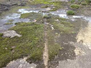 Tyre tracks on Mt Lindesay which  have damaged the moss beds.
