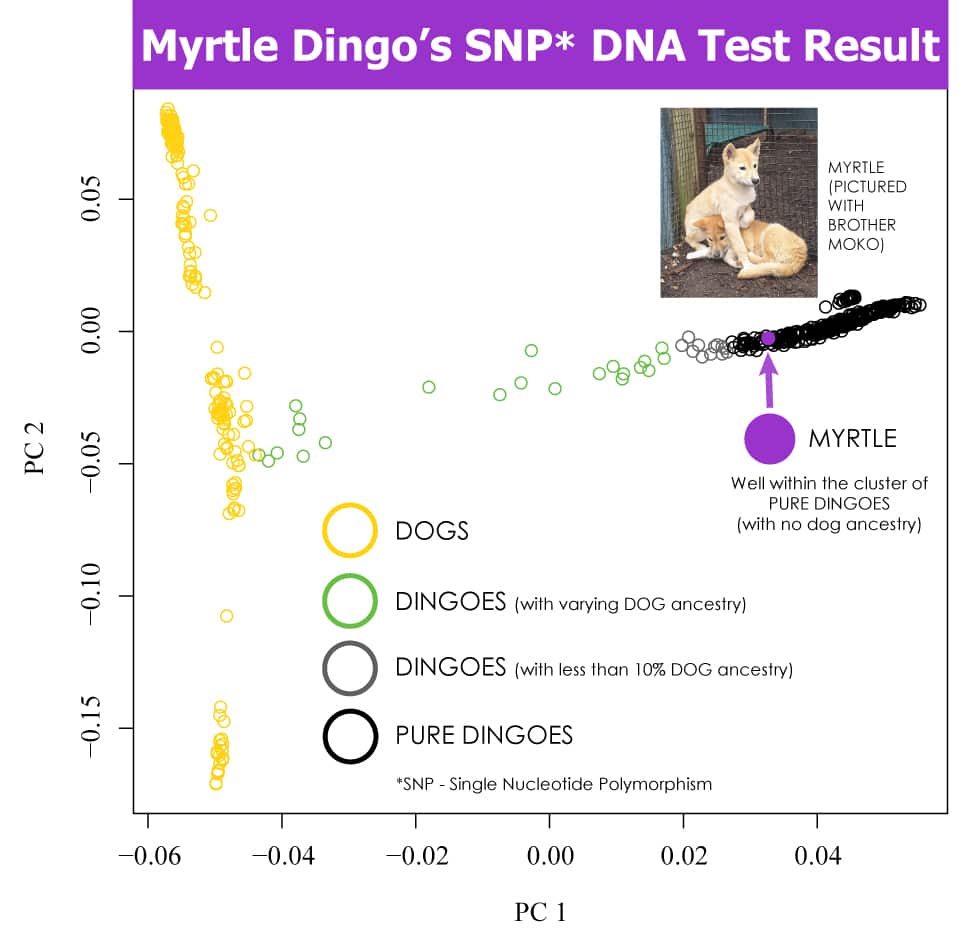 Myrtle's DNA test