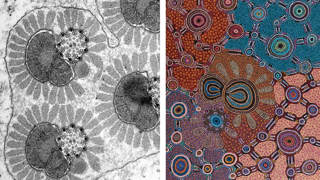 Moth Sperm and Witchetty Grub Dreaming.