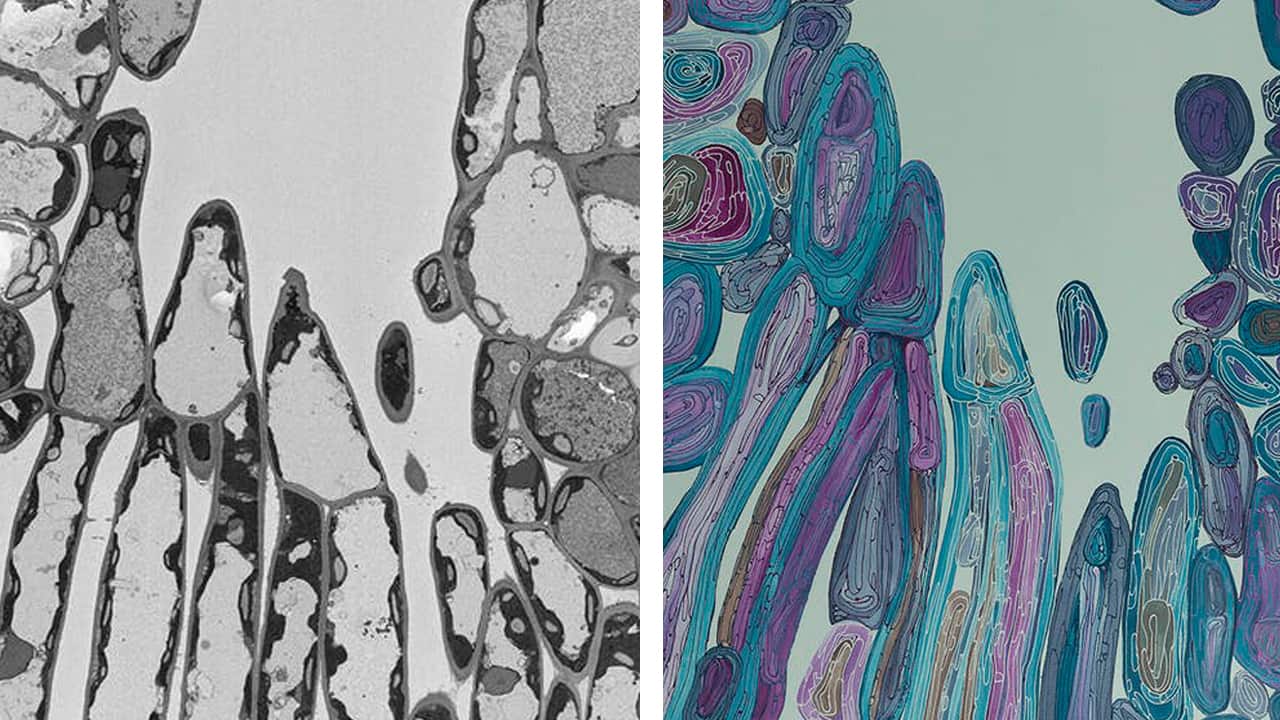 Gum Leaf and Gathering Bush Tucker.