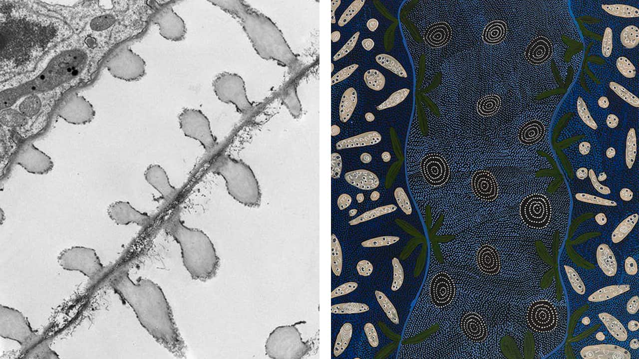 River Red Gum Leaf and Plant water transport tubes.