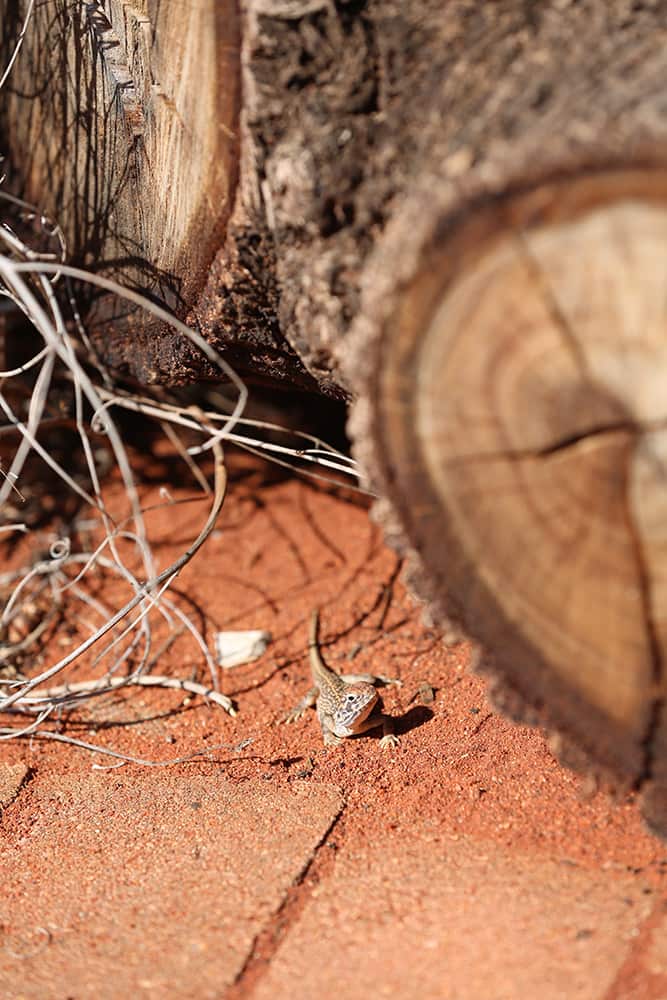 Uluru National Convention