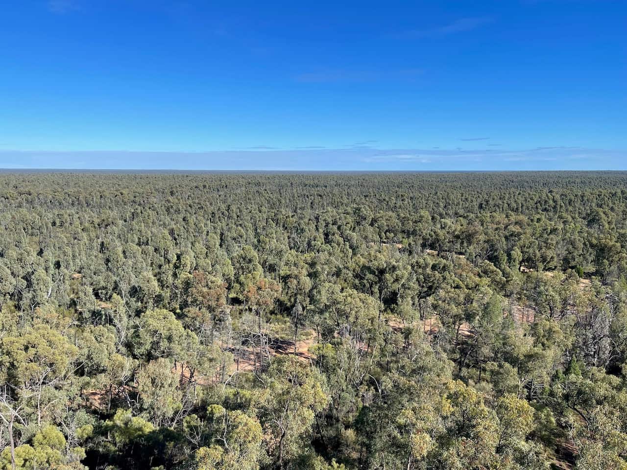The Pilliga forest near Coonabarabran in NSW