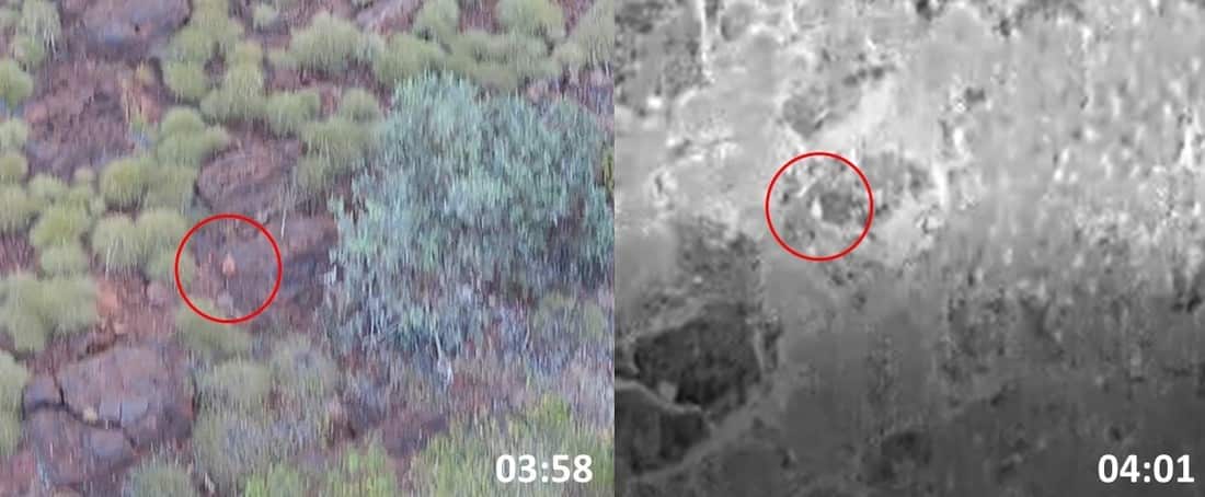 Example of a wiliji detection from a remotely pilot aircraft (RPAS or drone).