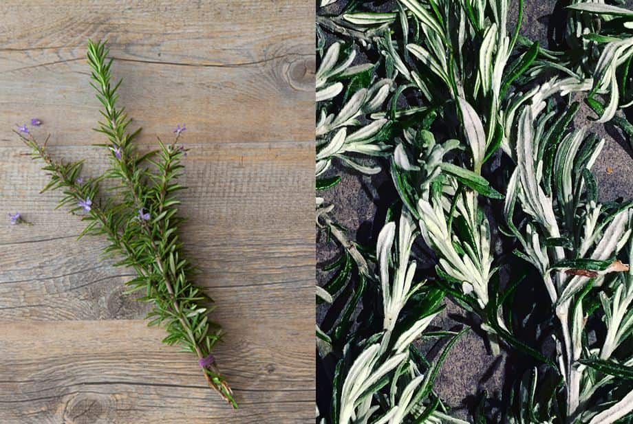 Indigenous Food On Country Kitchen Kriol Kitchen NITV Native Ingredients