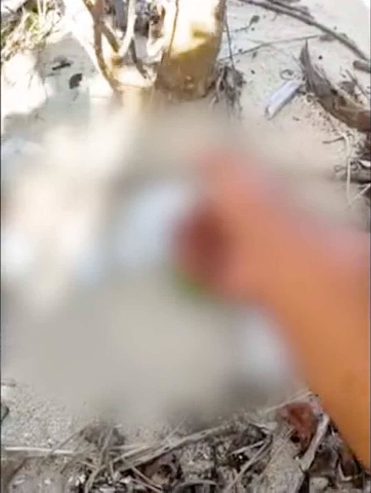 In a picture to graphic to show, Yessie pics up the skeletal remains of his great-great-grandmother, who is spread across a part of the beach. 