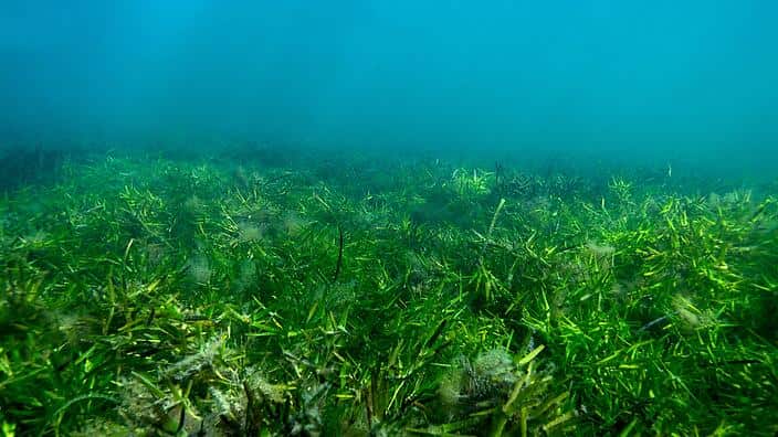 Seagrass in Western Australia