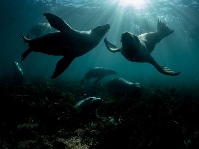 Sea Lions near Hopkins Island