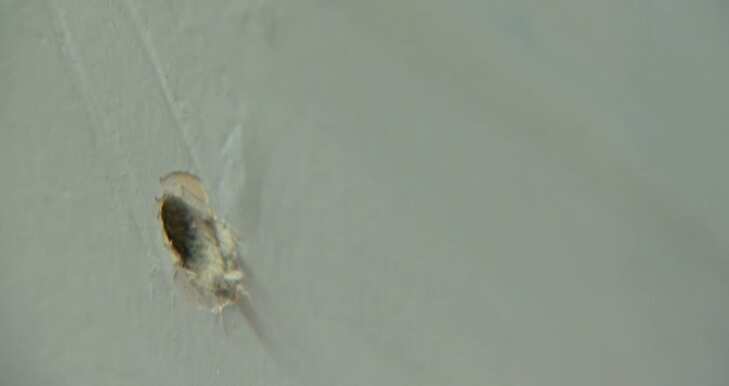 House riddled with bullet holes