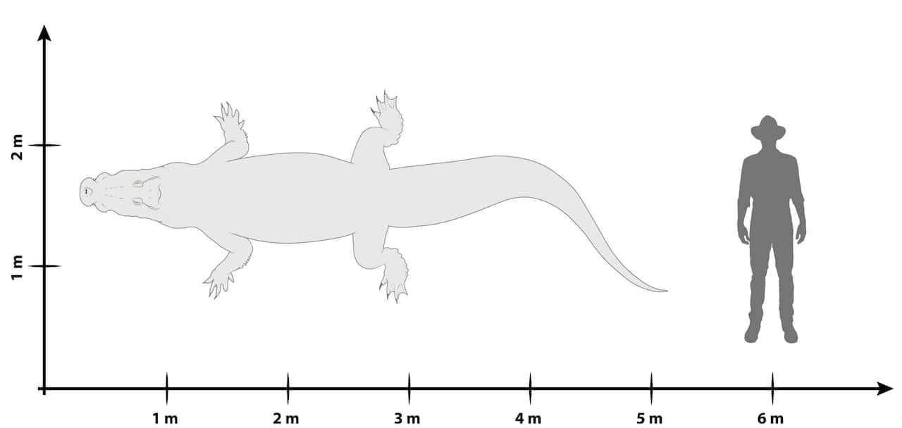 Size comparison between Paludirex vincenti and a 1.8m tall human