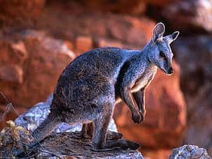 Black-footed rock-wallaby, Western MacDonnell National Park, NT, Australia