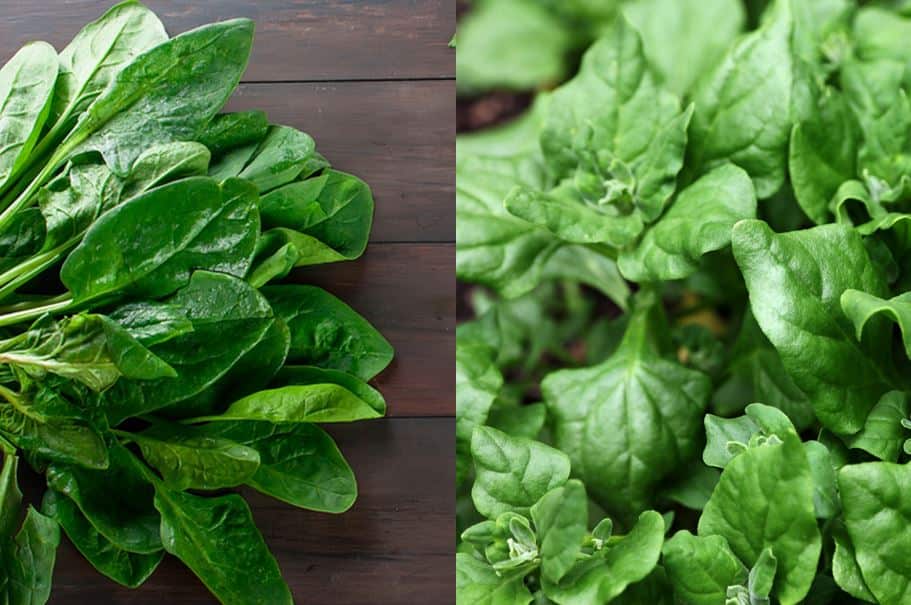 Indigenous Food On Country Kitchen Kriol Kitchen NITV Native Ingredients