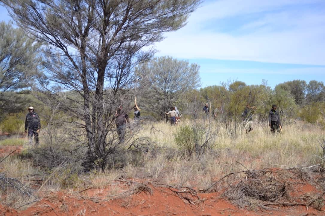 Tools Tjilirra Scrub Mulga