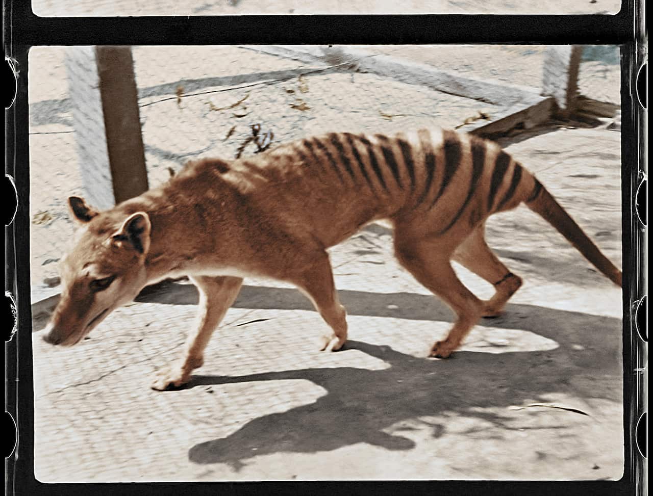Tasmanian tiger thylacine