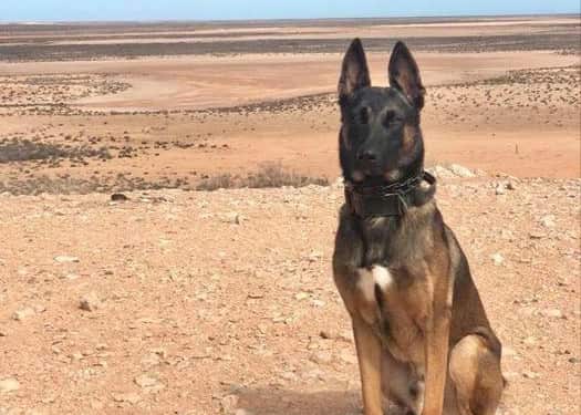 WA Police Dog Named Maverick Attacked Aboriginal Man