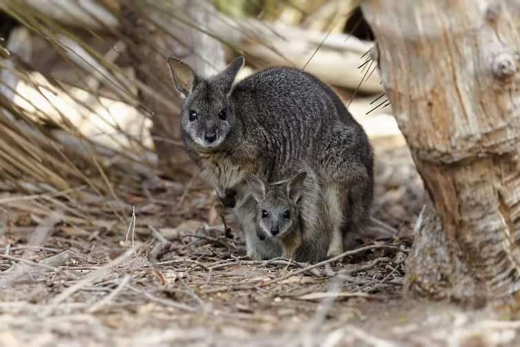 A tammar wallaby with young in its pouch.