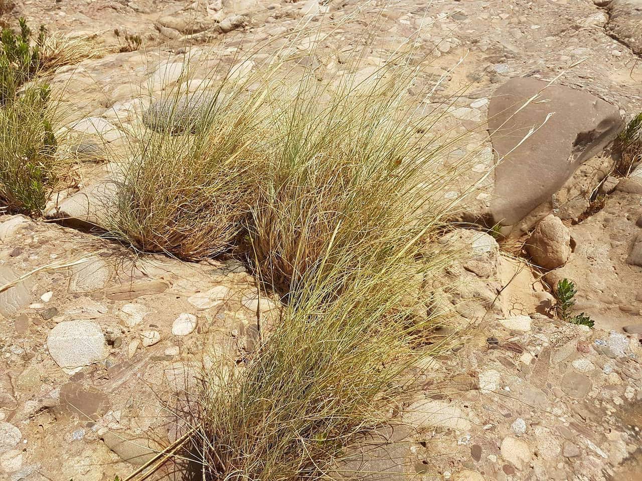 Yutara (Native Lemon Grass)