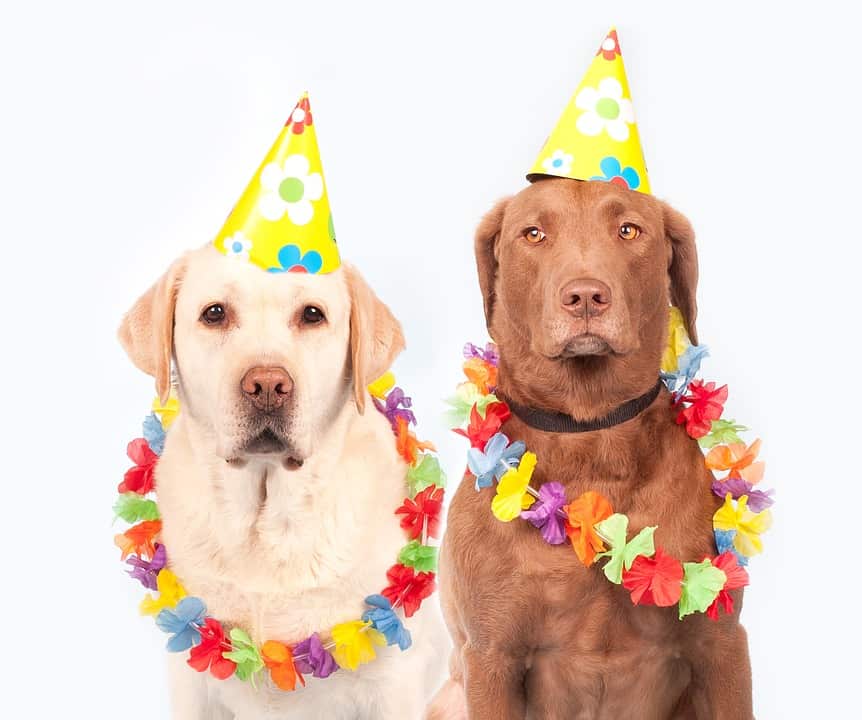 Dog's birthday