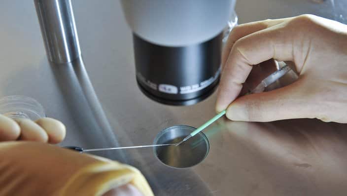 Scientist works during an IVF process