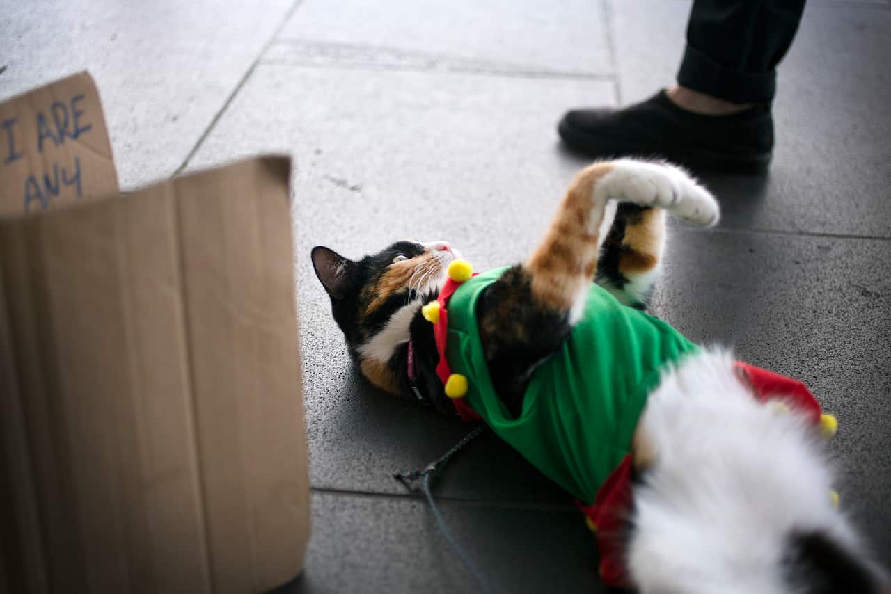 Tonight the pair will share a swag in an alleyway, or, if Summer makes enough money, she’ll sneak Princess into a hotel.