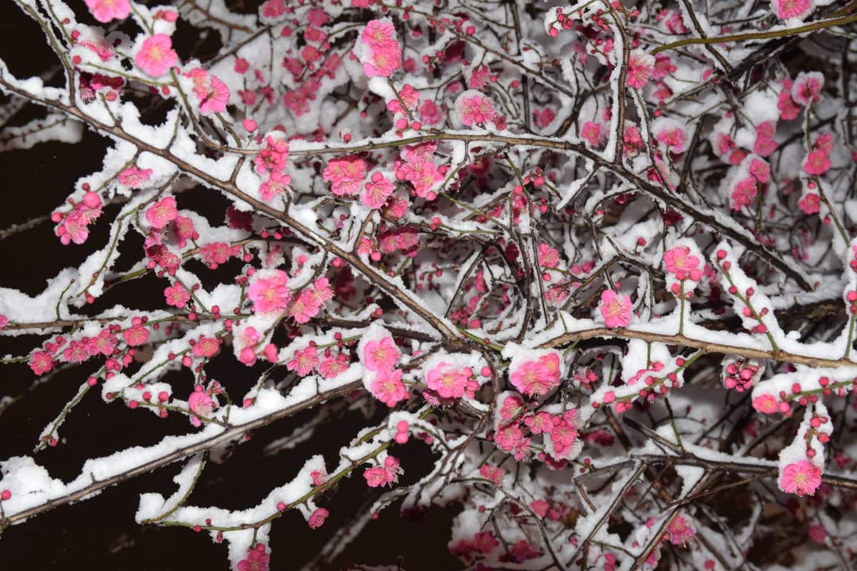 Snowkyo #9
