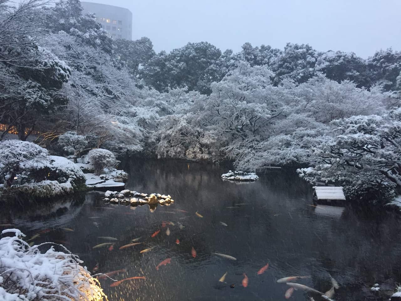 Snowkyo #8