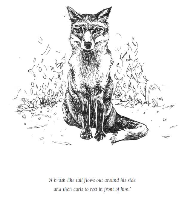 Heidi Everett's illustration of her friend, Fox. 