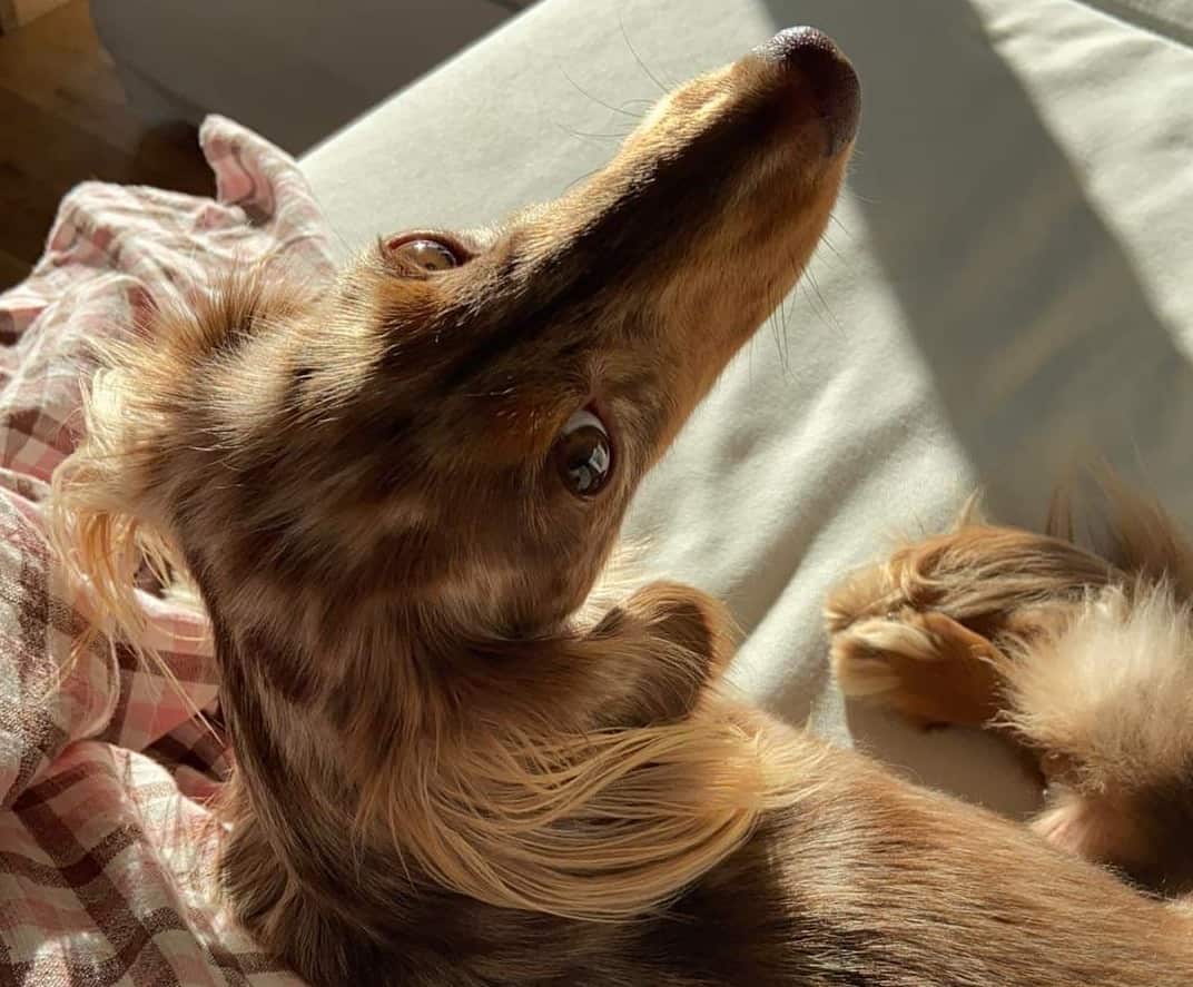 Morty the dog, Camellia Aebischer