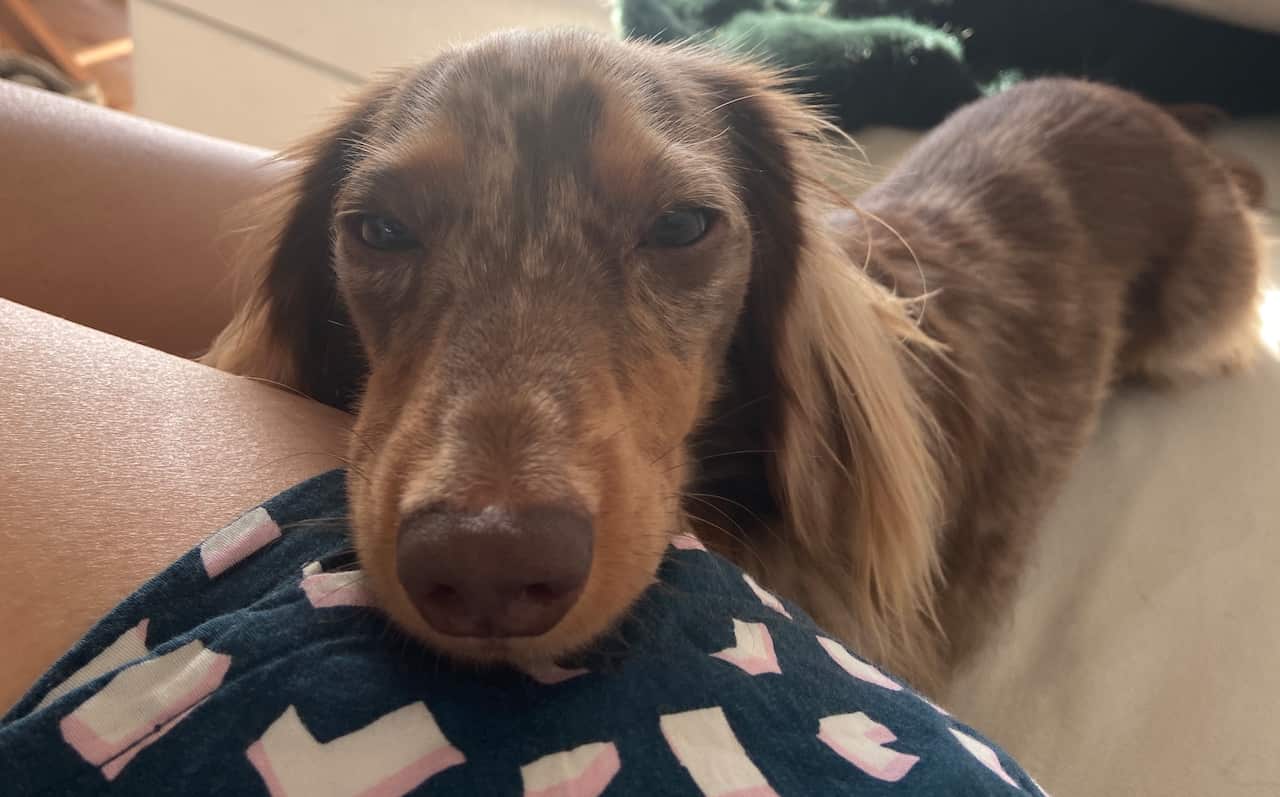 Morty the dog, Camellia Aebischer