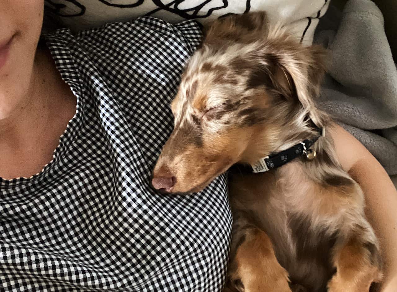 Morty the dog, Camellia Aebischer