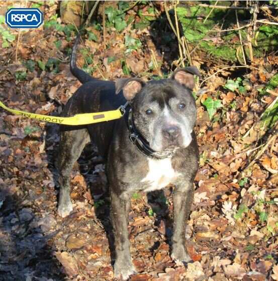 Pet shelter can’t find a home for this intersex dog.