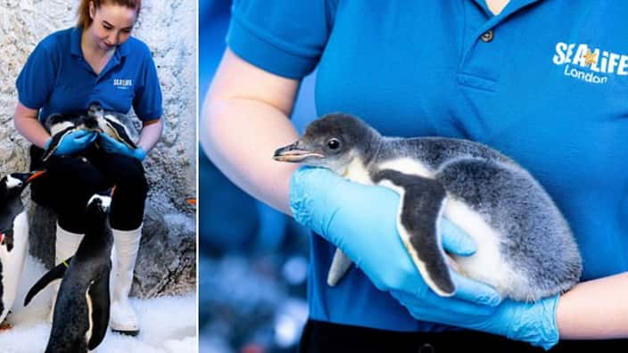 SEA LIFE London Aquarium