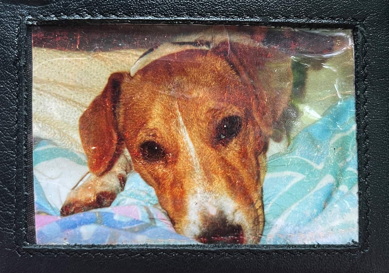 Jack Russell dog staring at camera