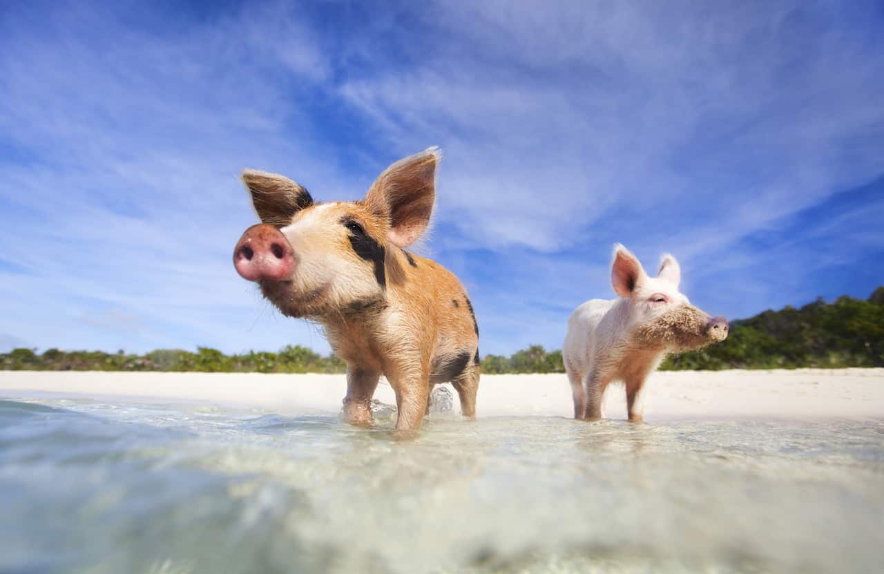 "Swimming pigs of Exumas"