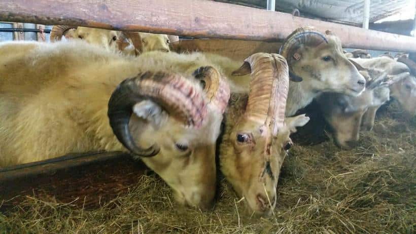 Farming family finds 'unicorn' among sheep