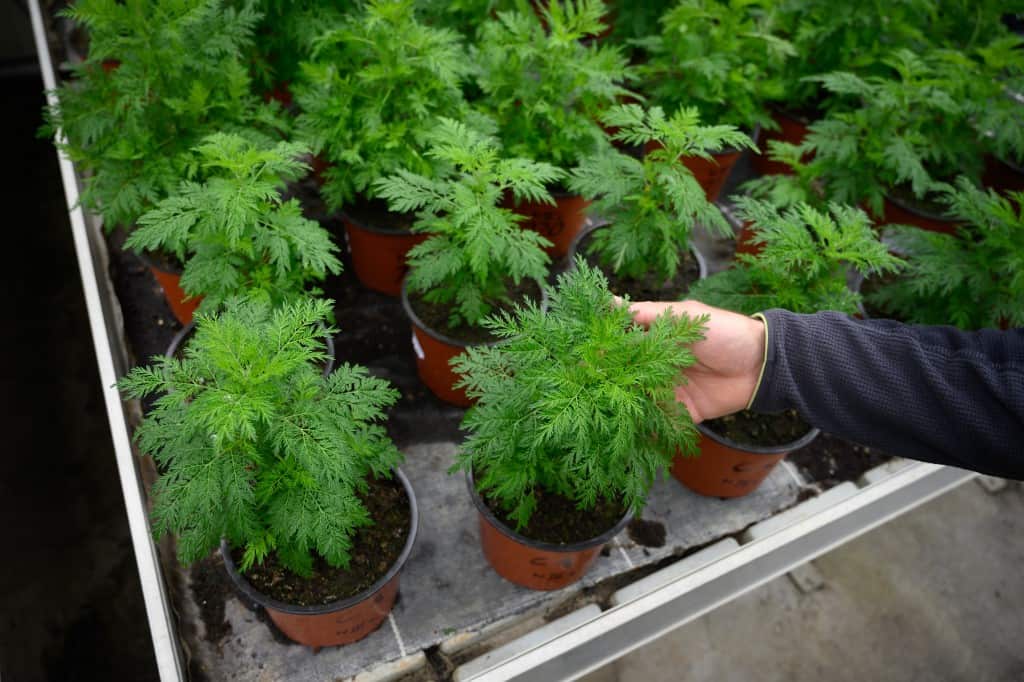 A photo taken on 21 April 2020 at the Agroscope (Federal Competence Centre for Agricultural Research) in Conthey shows young Artemisia annua plants