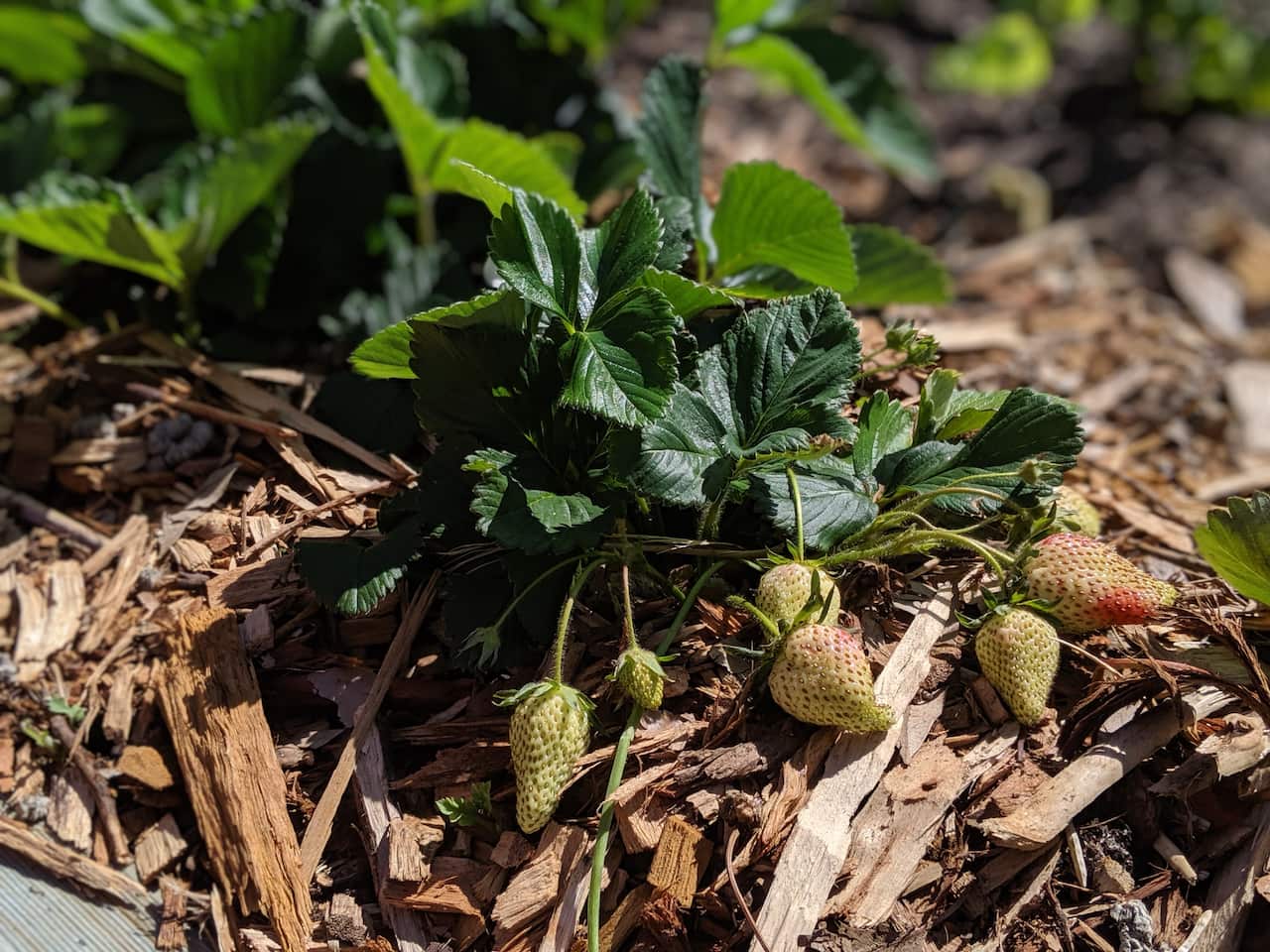 Hurstville Community Garden