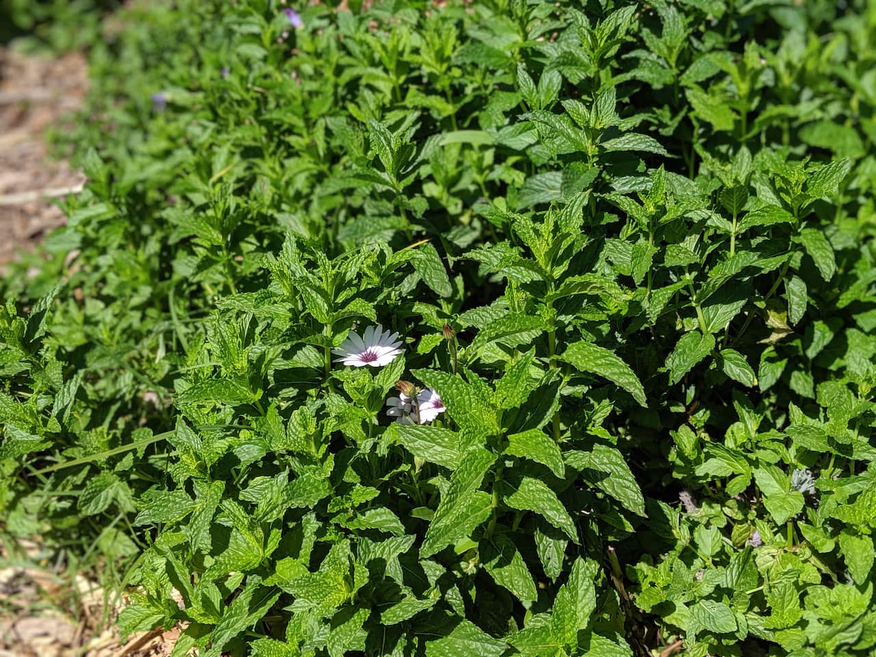 Hurstville Community Garden
