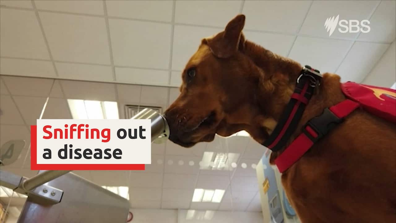 UK scientists researching sniffer dogs ability to detect coronavirus