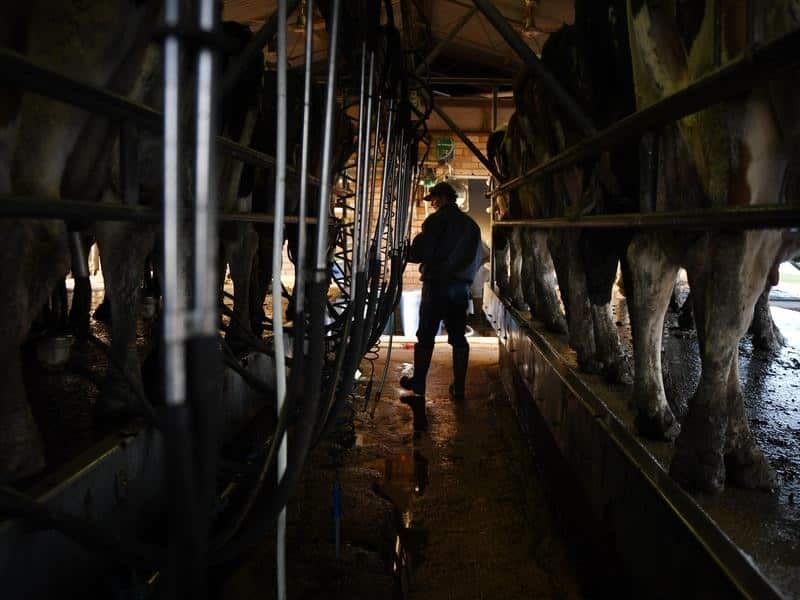 .Dairy farmer Colin Godden with the cattle during milking at his farm