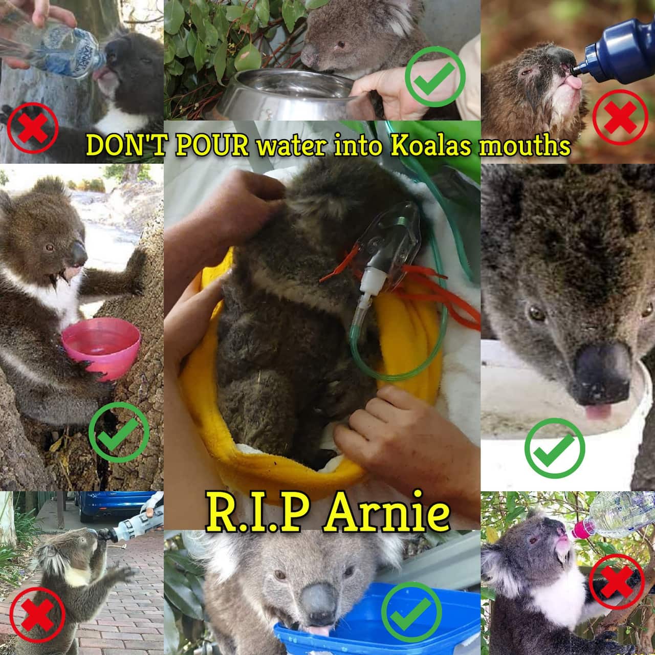 Animalia Wildlife Shelter's Facebook post warning people not to pour water from bottles into koalas mouths. 